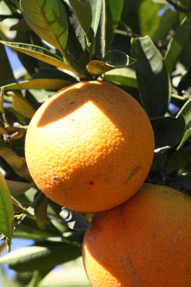            Fruit (Riverside, CA)   